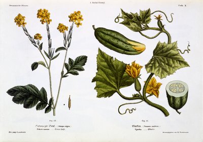 Sinapis Nigra (fig 13), Cucumis Sativus (fig 14), from 